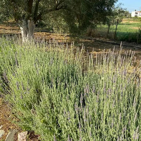 Lilandion